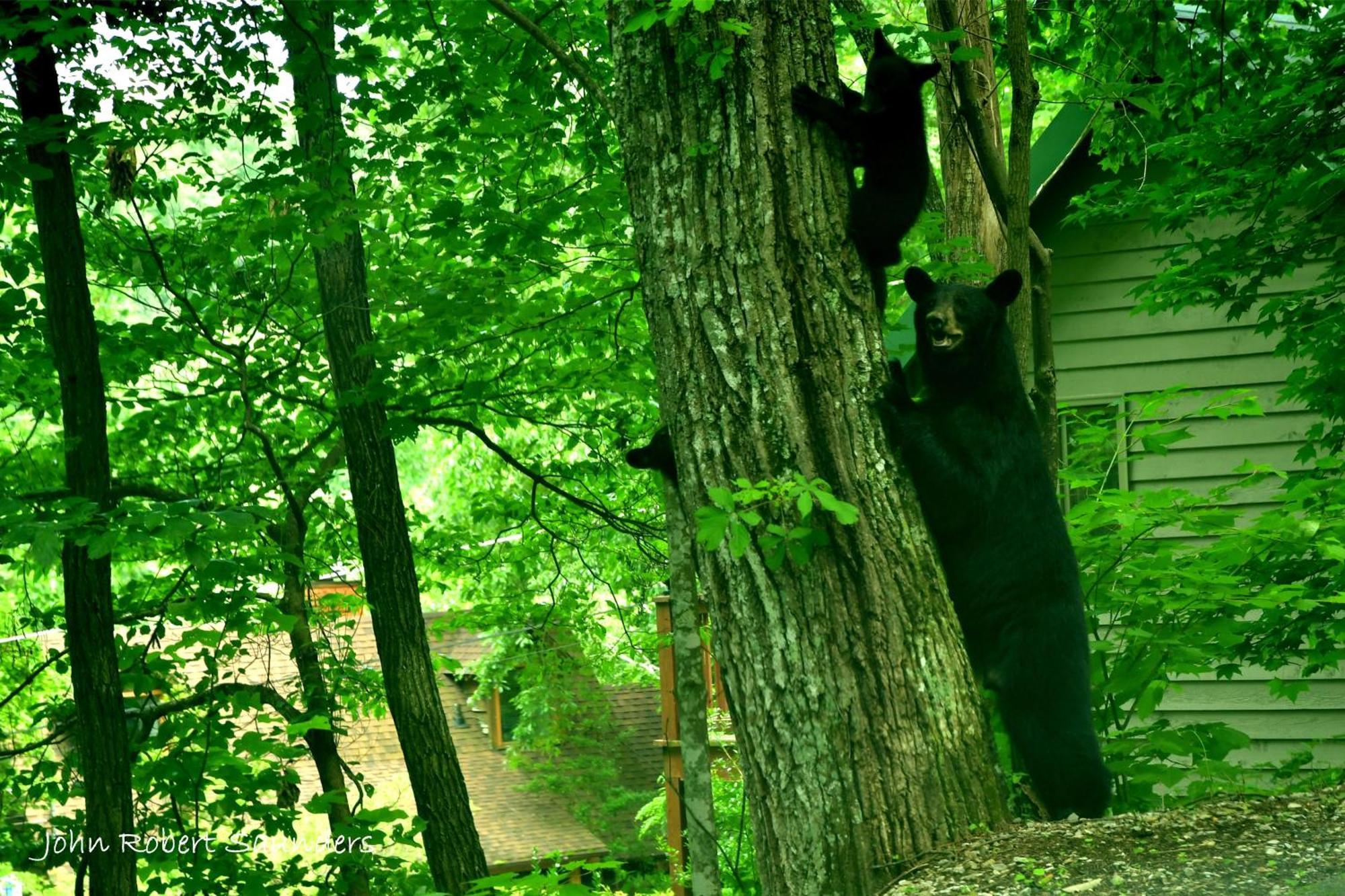 Wild Thing #1525 Villa Гетлинбург Екстериор снимка
